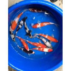 8-10 inch AAA Grade Koi (Qty of 3)  Picture is only a sample of what you will get.